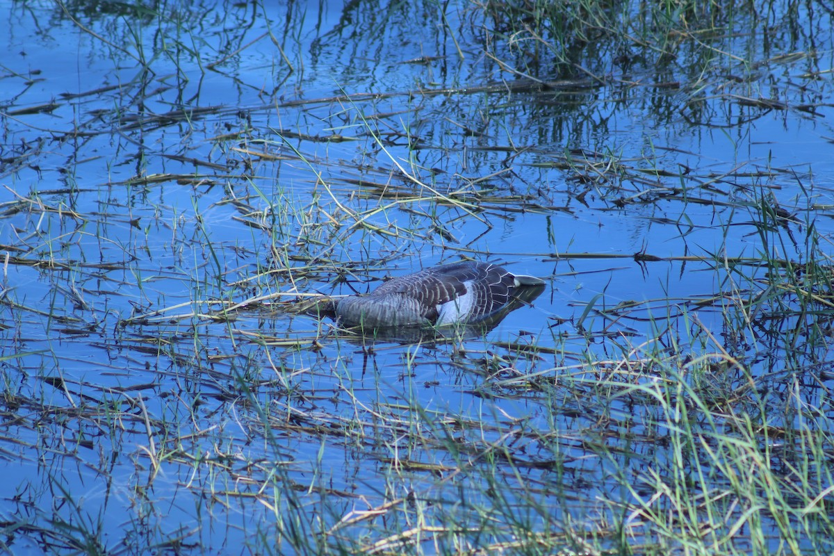 ハイイロガン - ML646696587