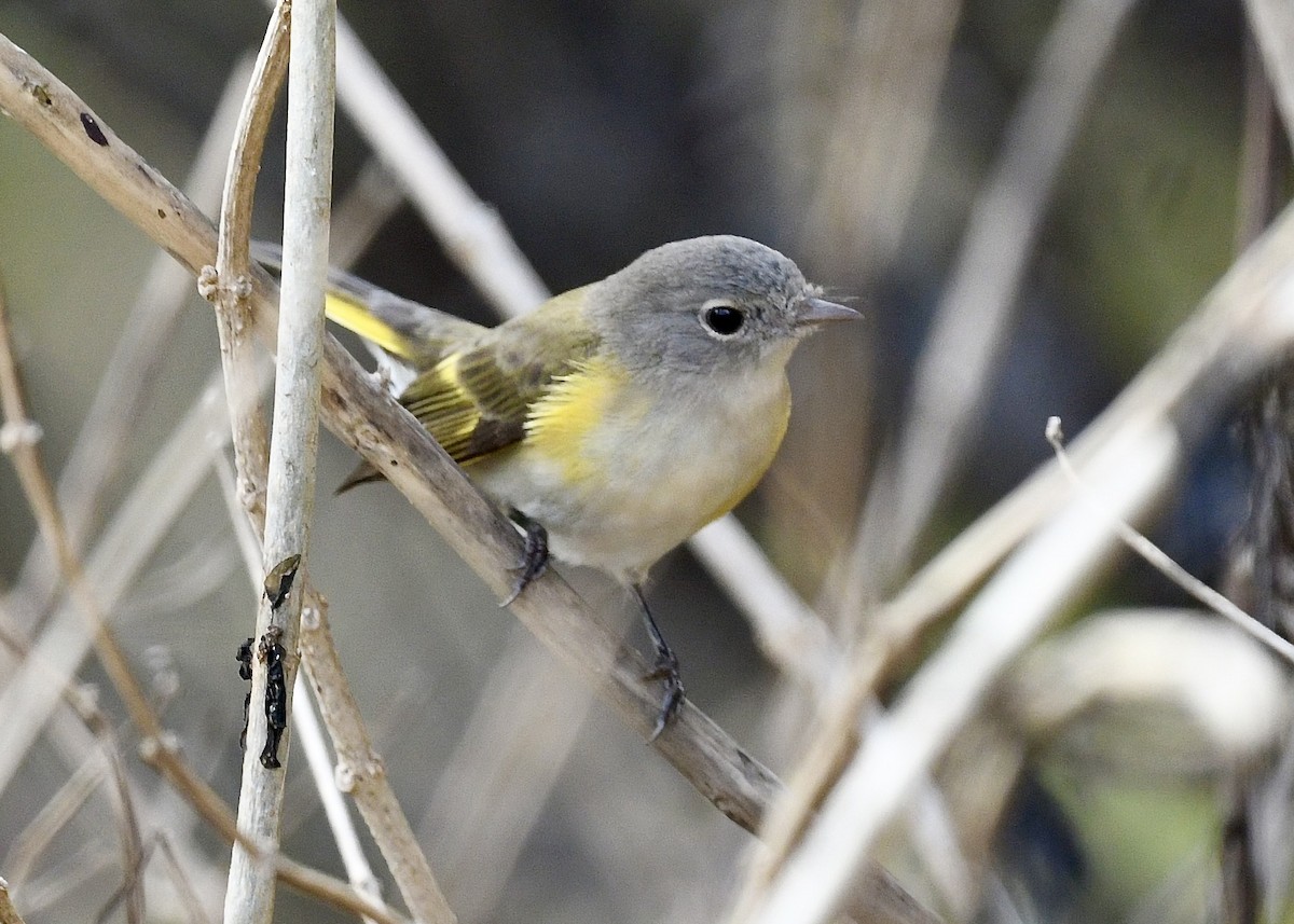 Горихвостковая древесница - ML646696588