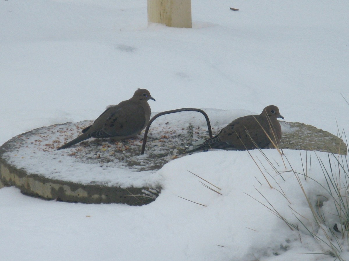Mourning Dove - ML646696593