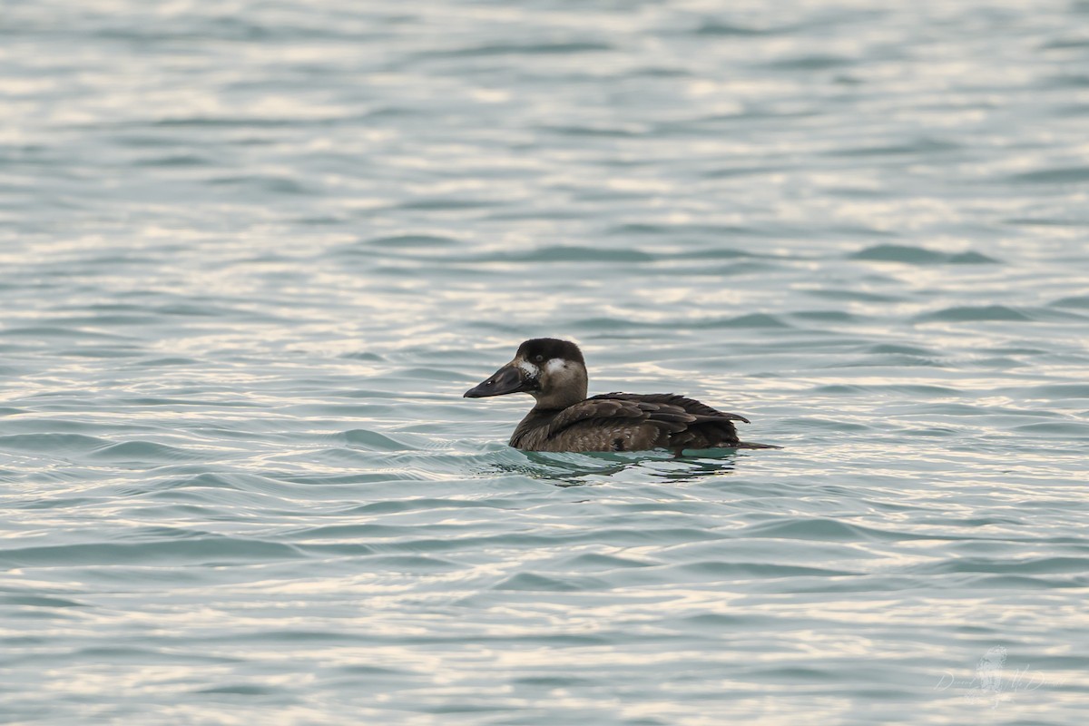 Surf Scoter - ML646696594