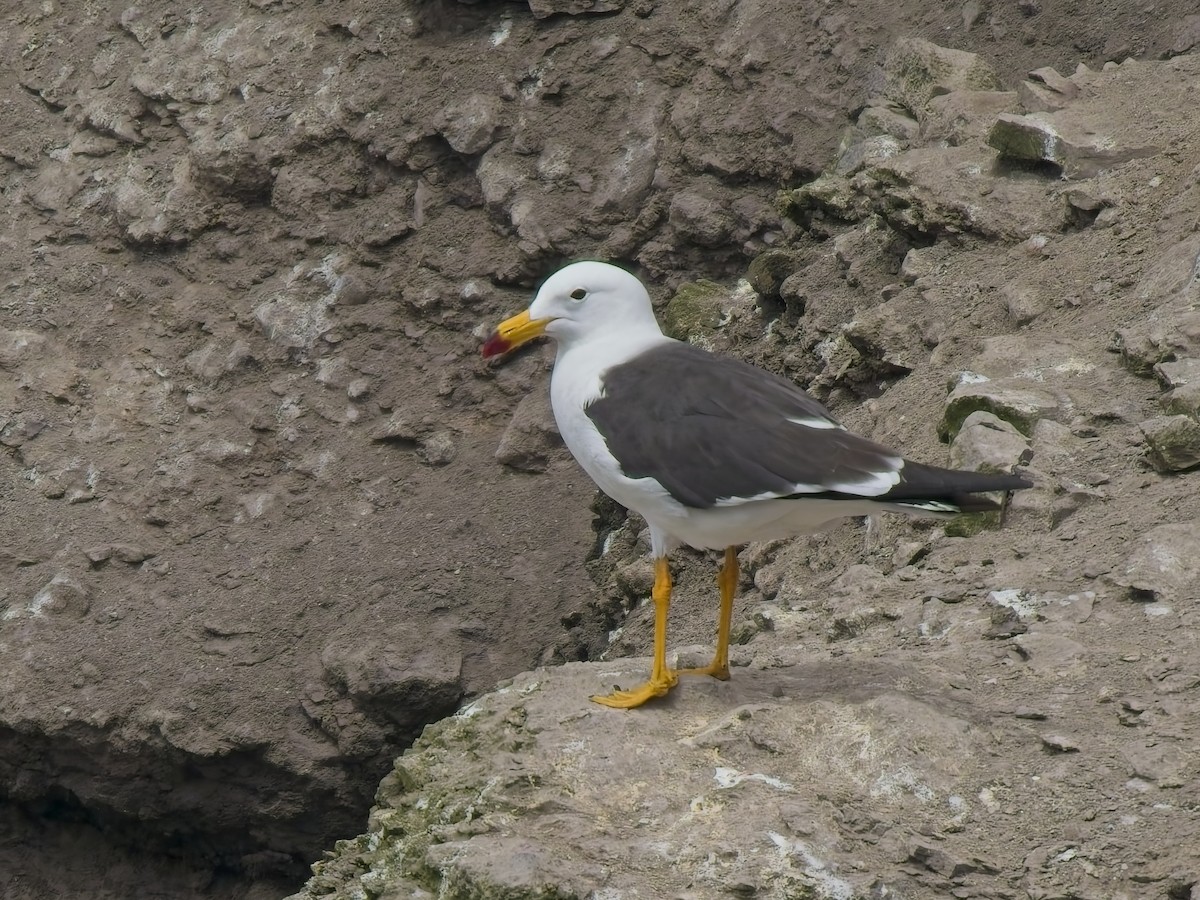 Belcher's Gull - ML646696597
