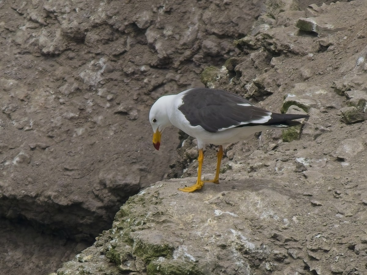 Belcher's Gull - ML646696598
