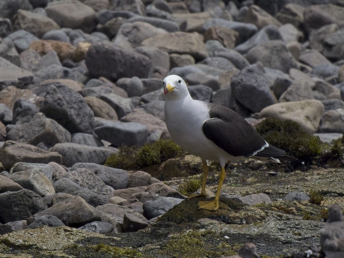 Belcher's Gull - ML646696600