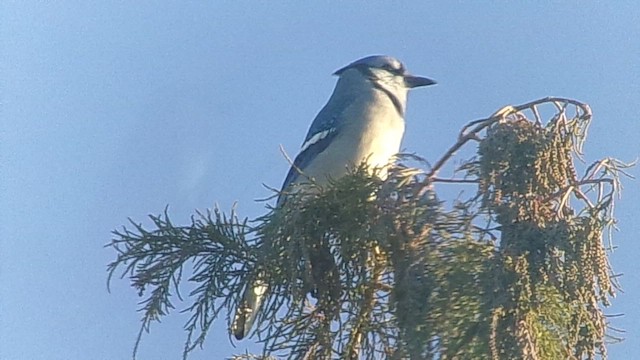 Blue Jay - ML646696605