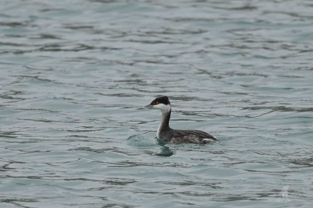 Horned Grebe - ML646696613
