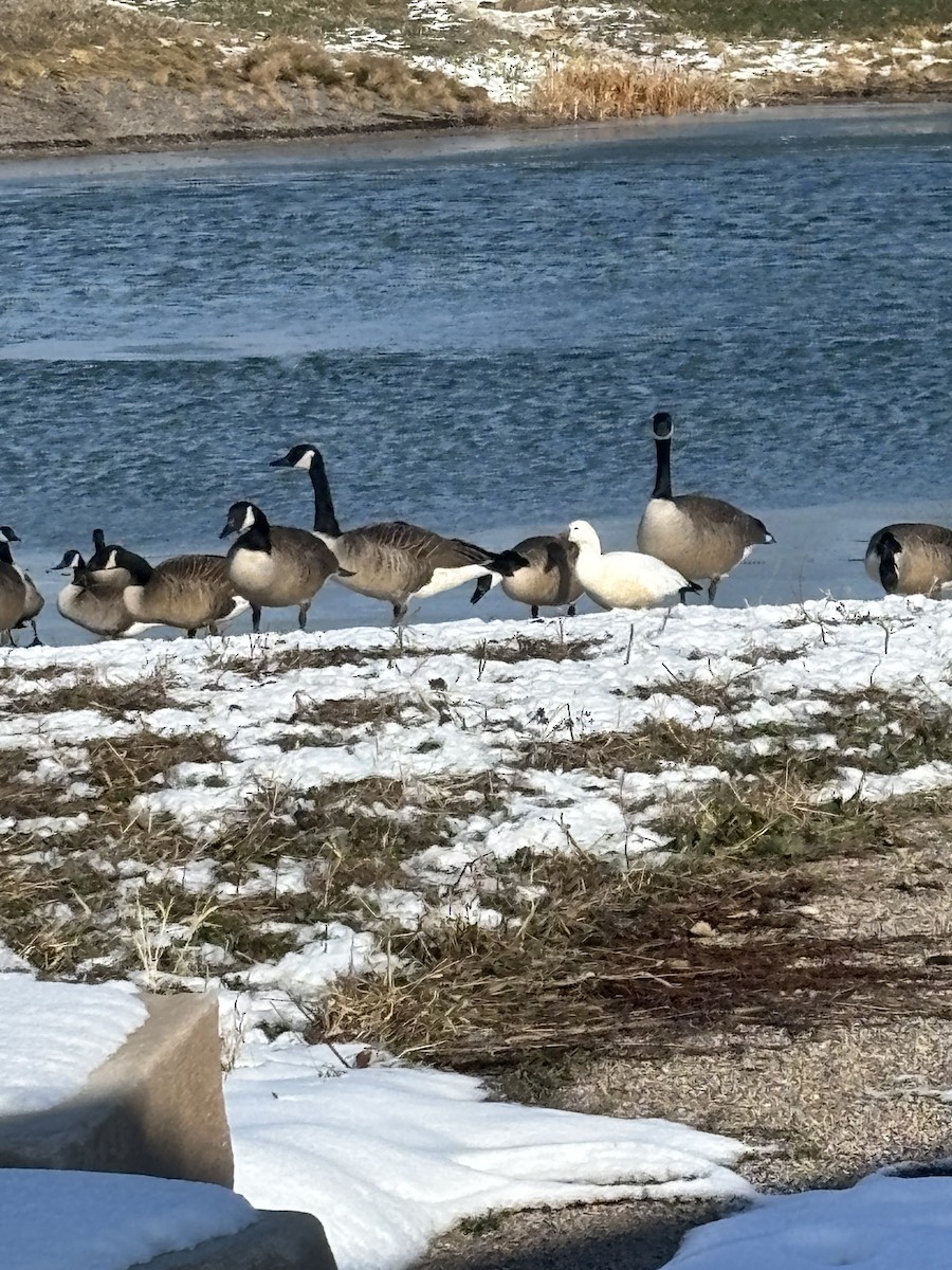 Ross's Goose - ML646696620