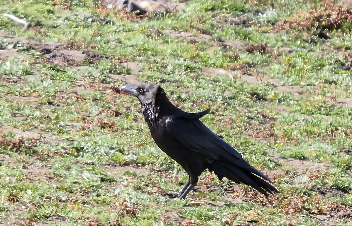 Somali Crow - ML646696621
