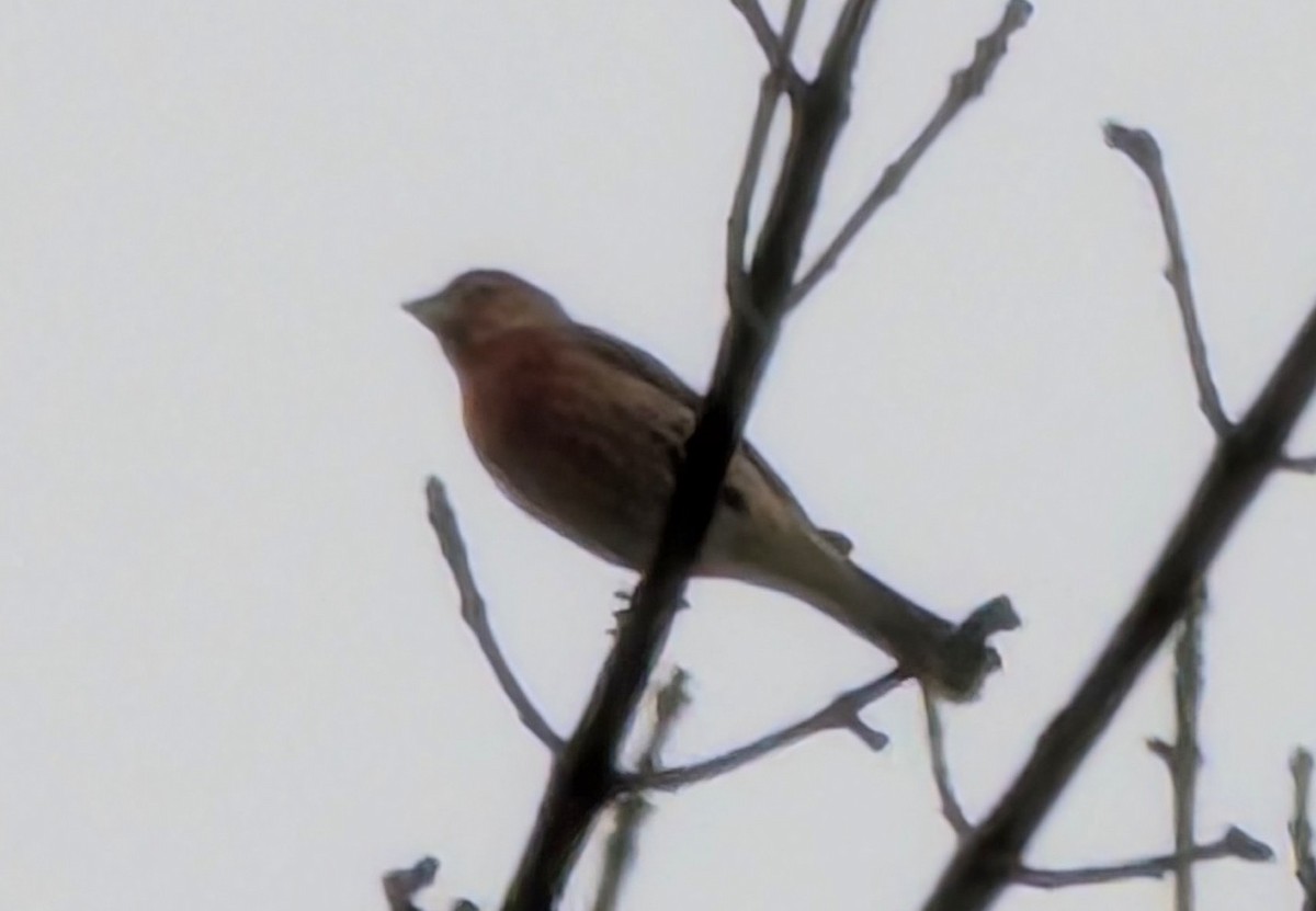 Roselin familier - ML646696623