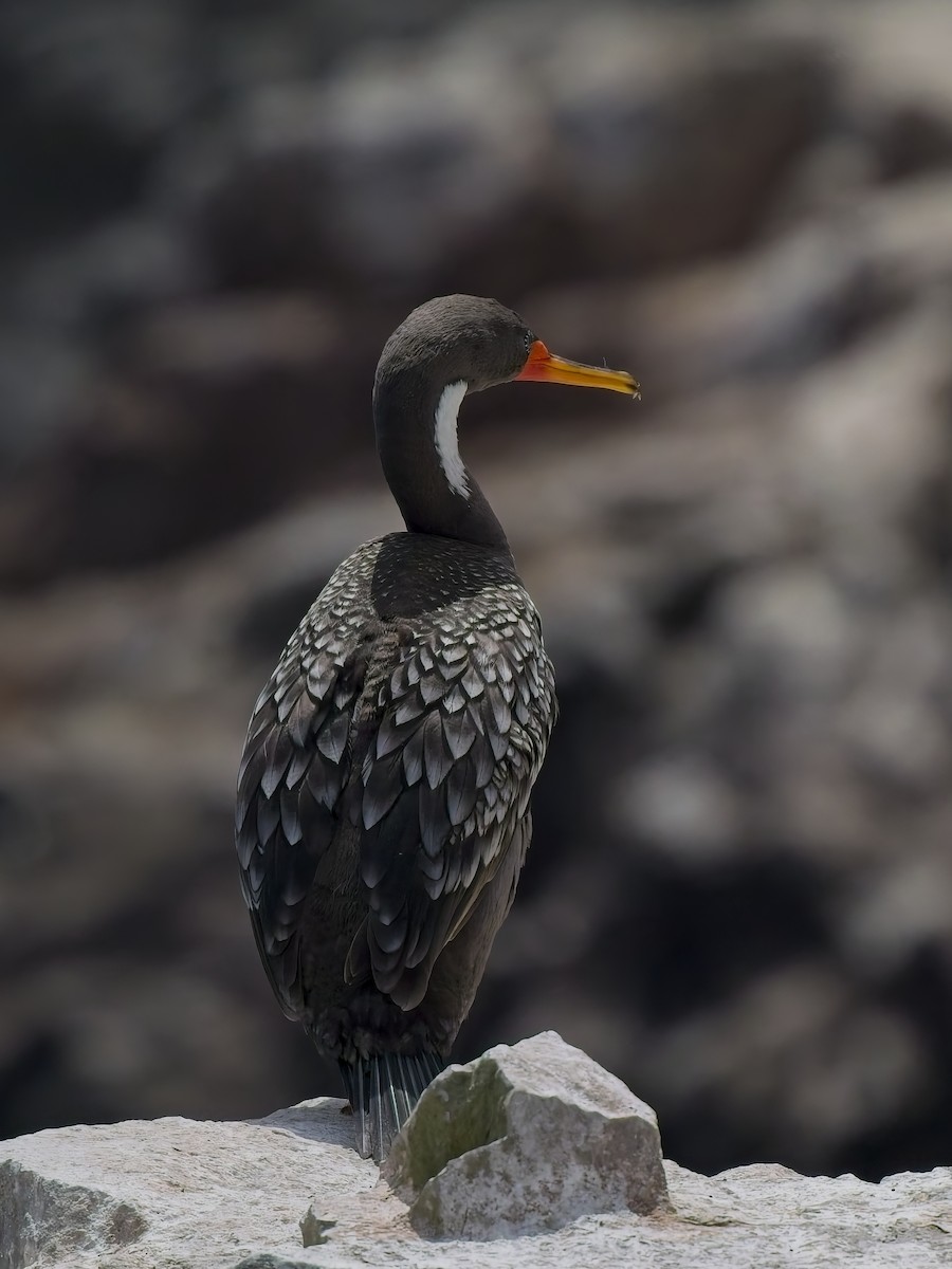 Баклан червононогий - ML646696624