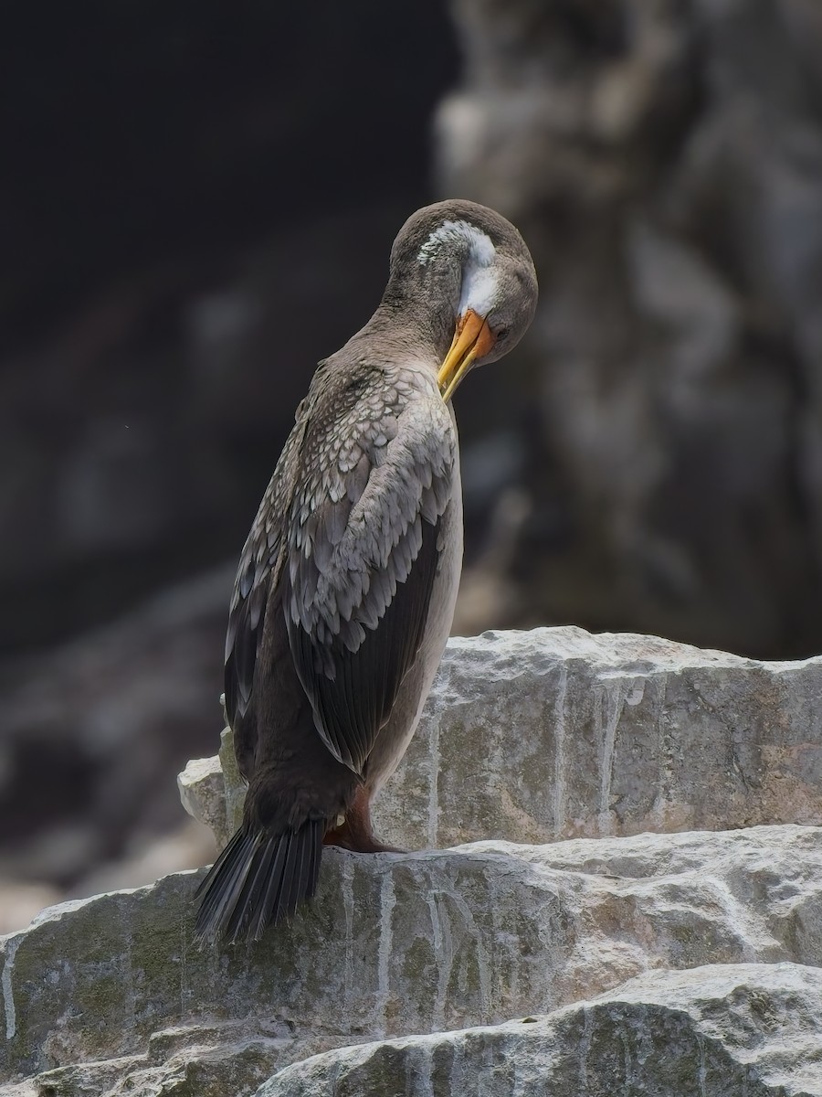 Баклан червононогий - ML646696625