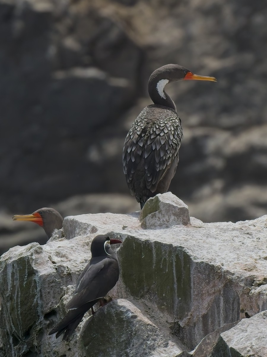 Баклан червононогий - ML646696626