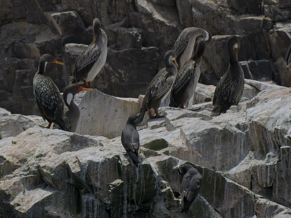 Баклан червононогий - ML646696628