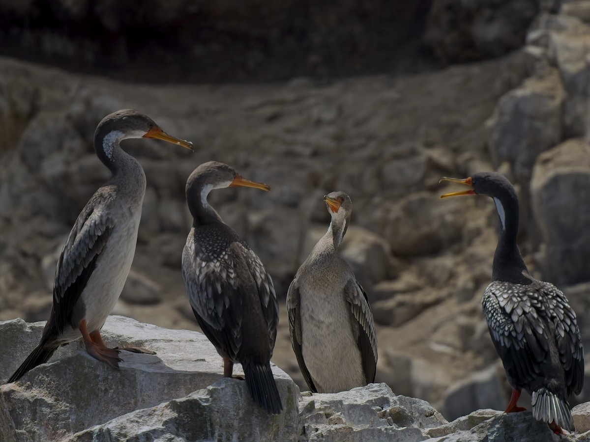 Баклан червононогий - ML646696629