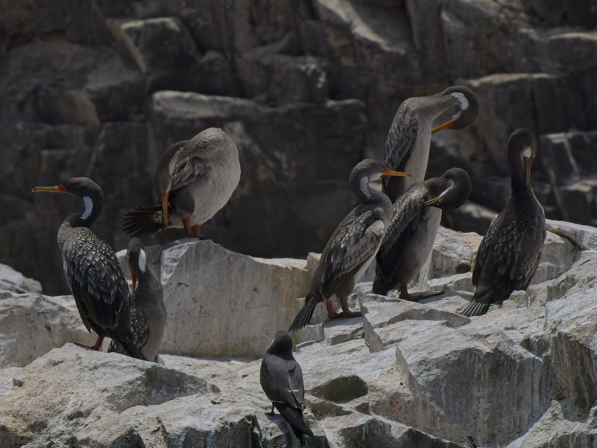 Баклан червононогий - ML646696630