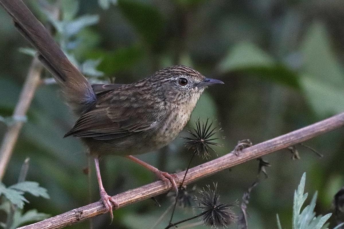 Himalayan Prinia - ML646696634