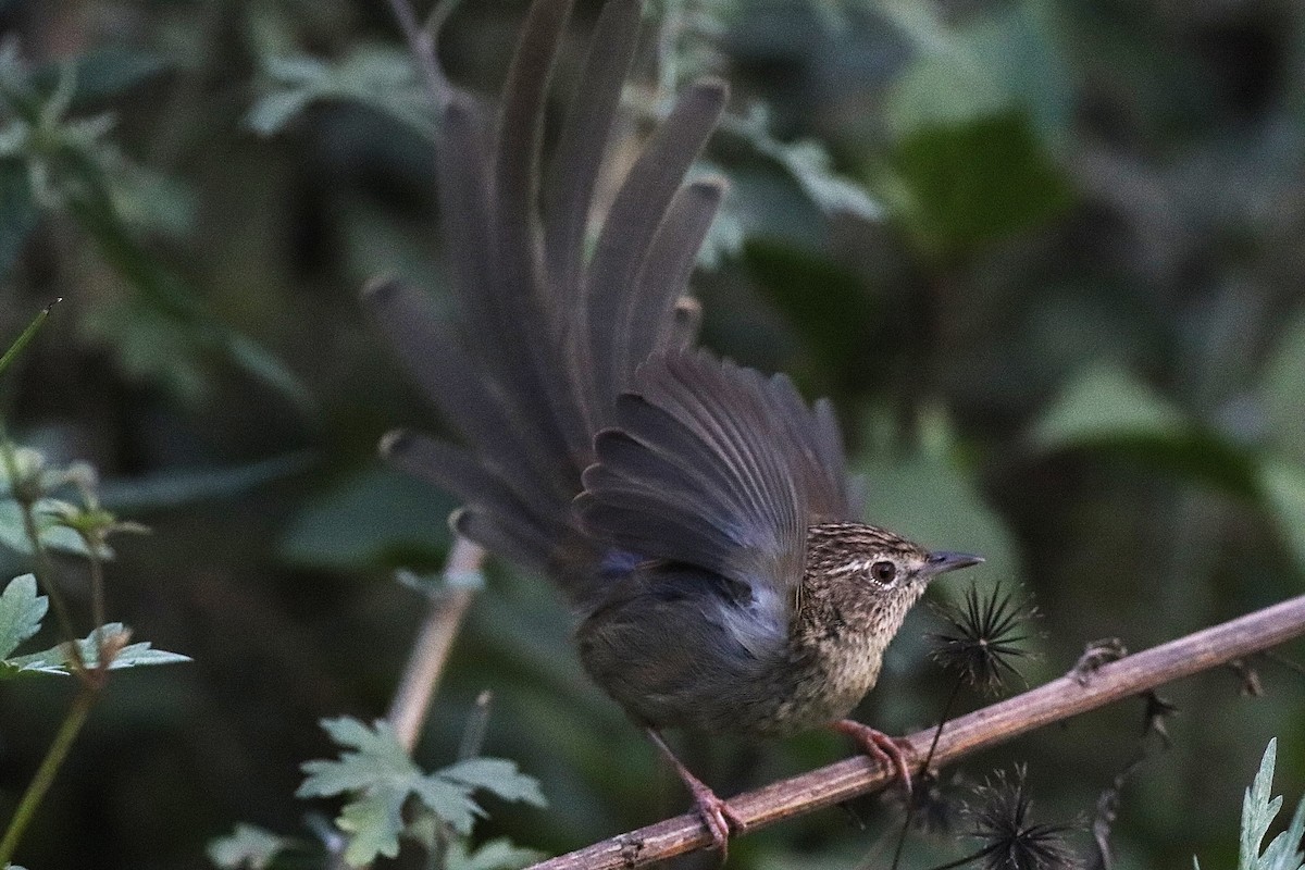 Himalayan Prinia - ML646696635