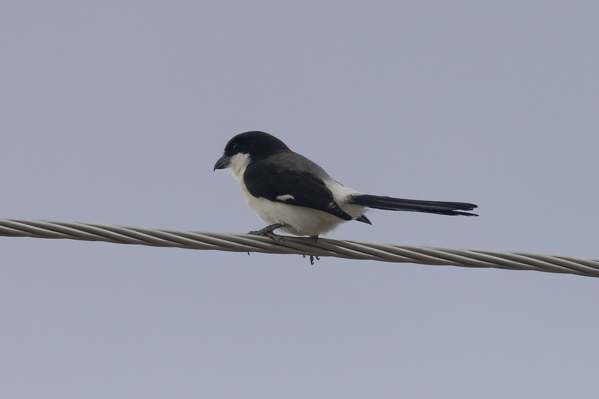 Long-tailed Fiscal - ML646696636