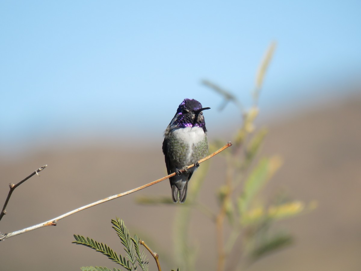 Costa's Hummingbird - ML646696637