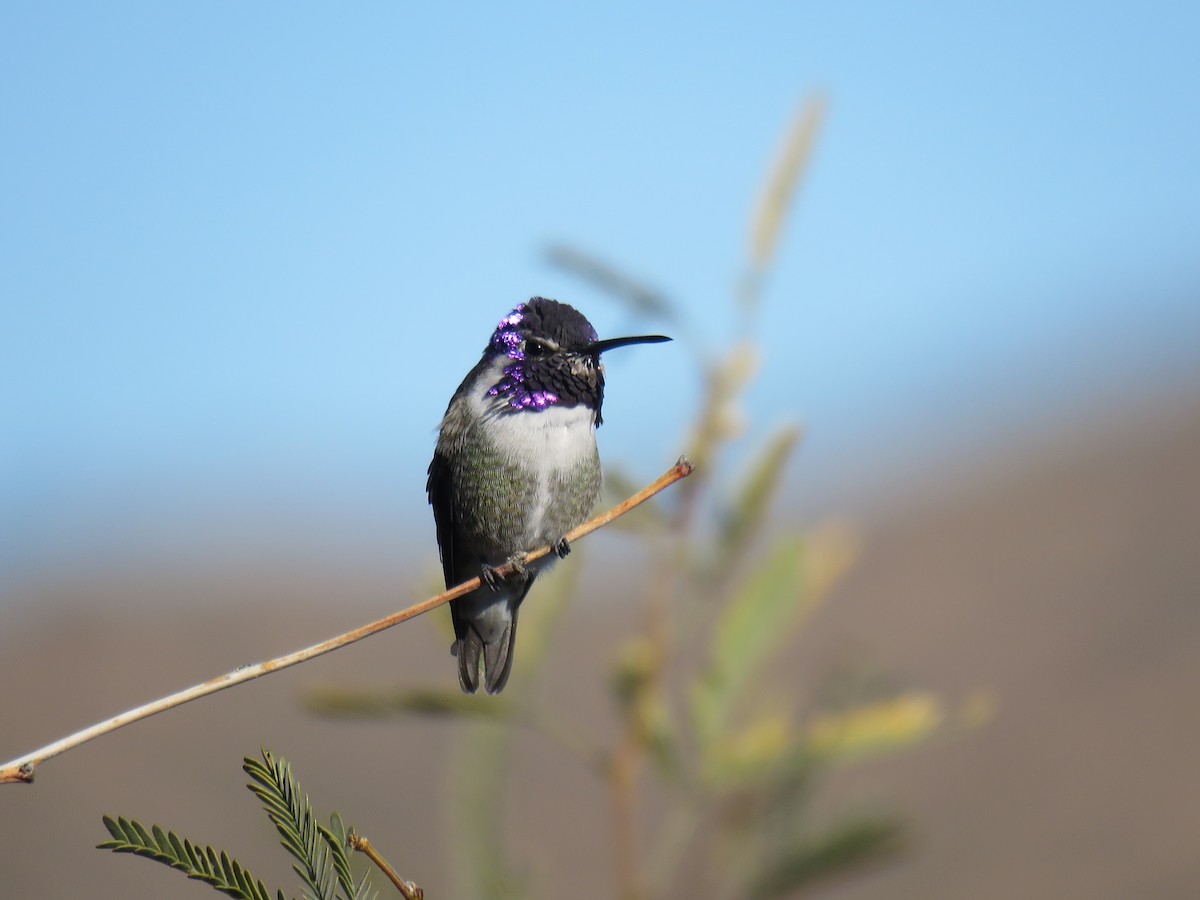 Costa's Hummingbird - ML646696638