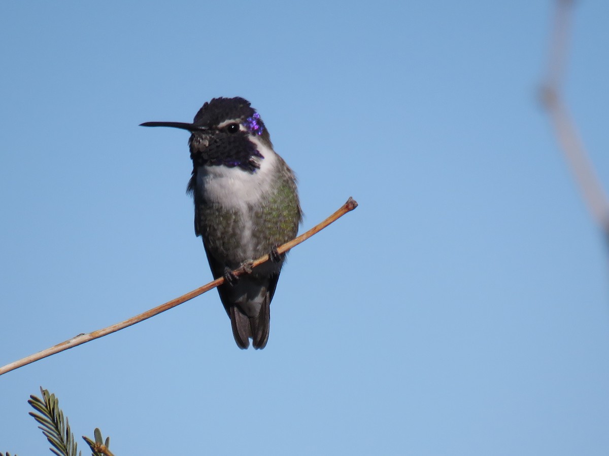 Costa's Hummingbird - ML646696639
