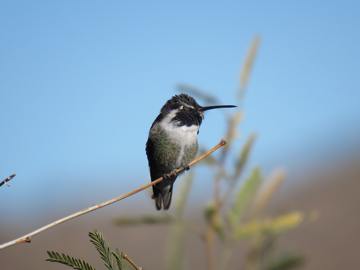 Costa's Hummingbird - ML646696640