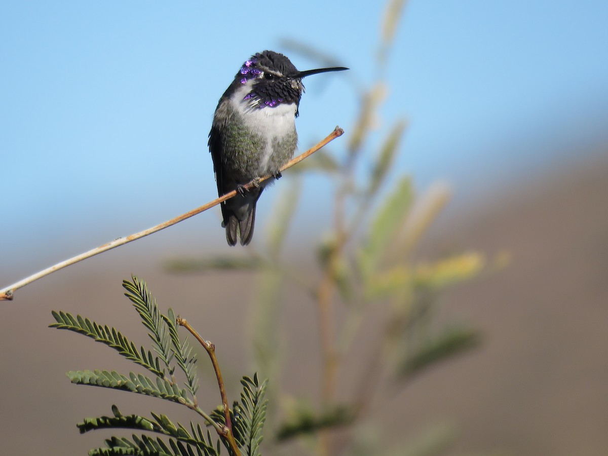 Costa's Hummingbird - ML646696641