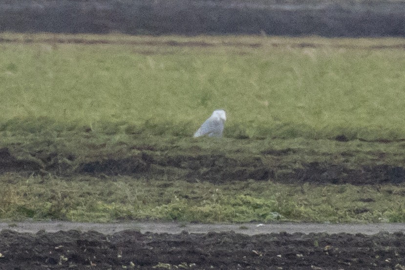 Snowy Owl - ML646696646