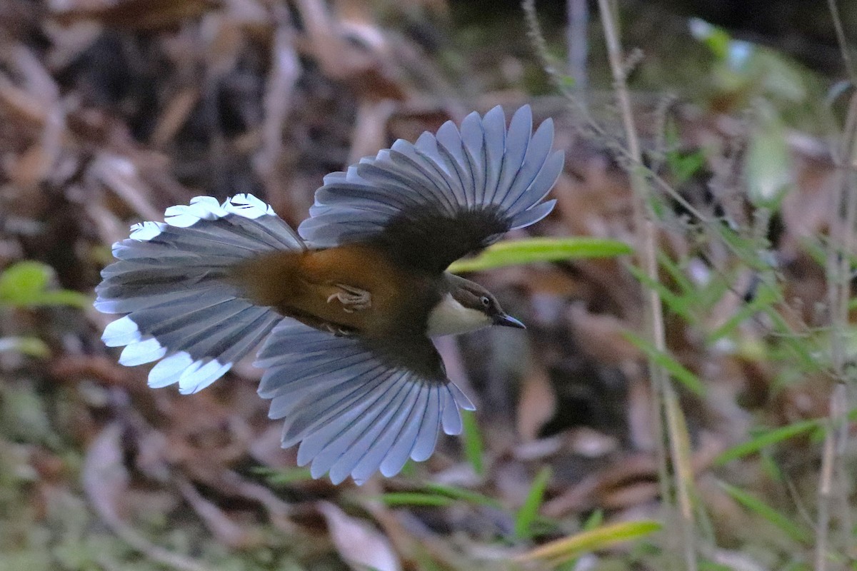 White-throated Laughingthrush - ML646696648