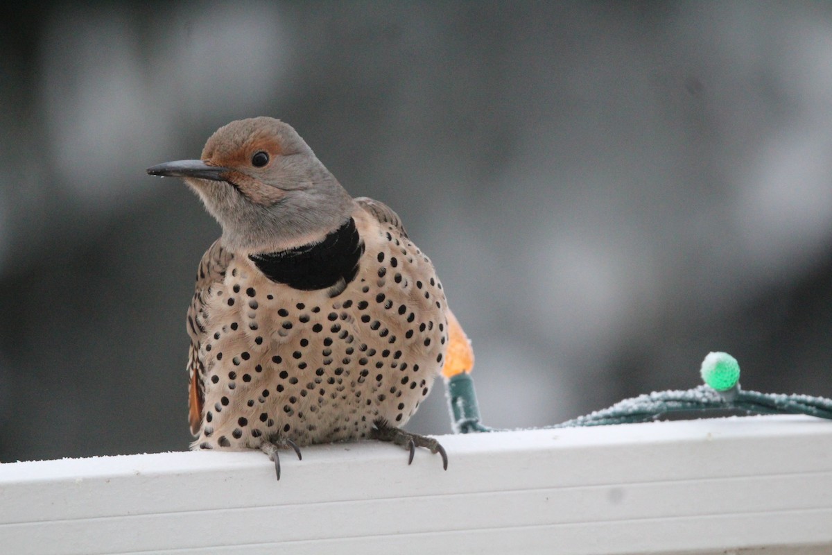 Northern Flicker - ML646696651