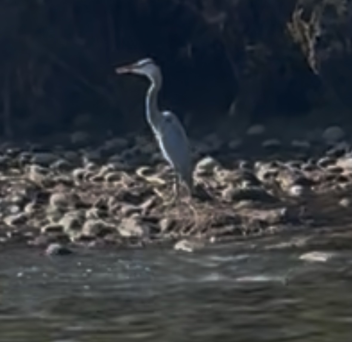 volavka velká - ML646696655