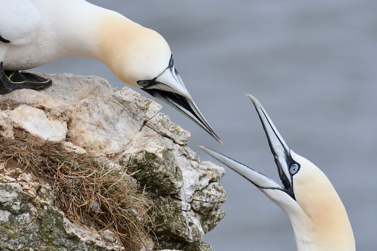 Northern Gannet - ML646696664