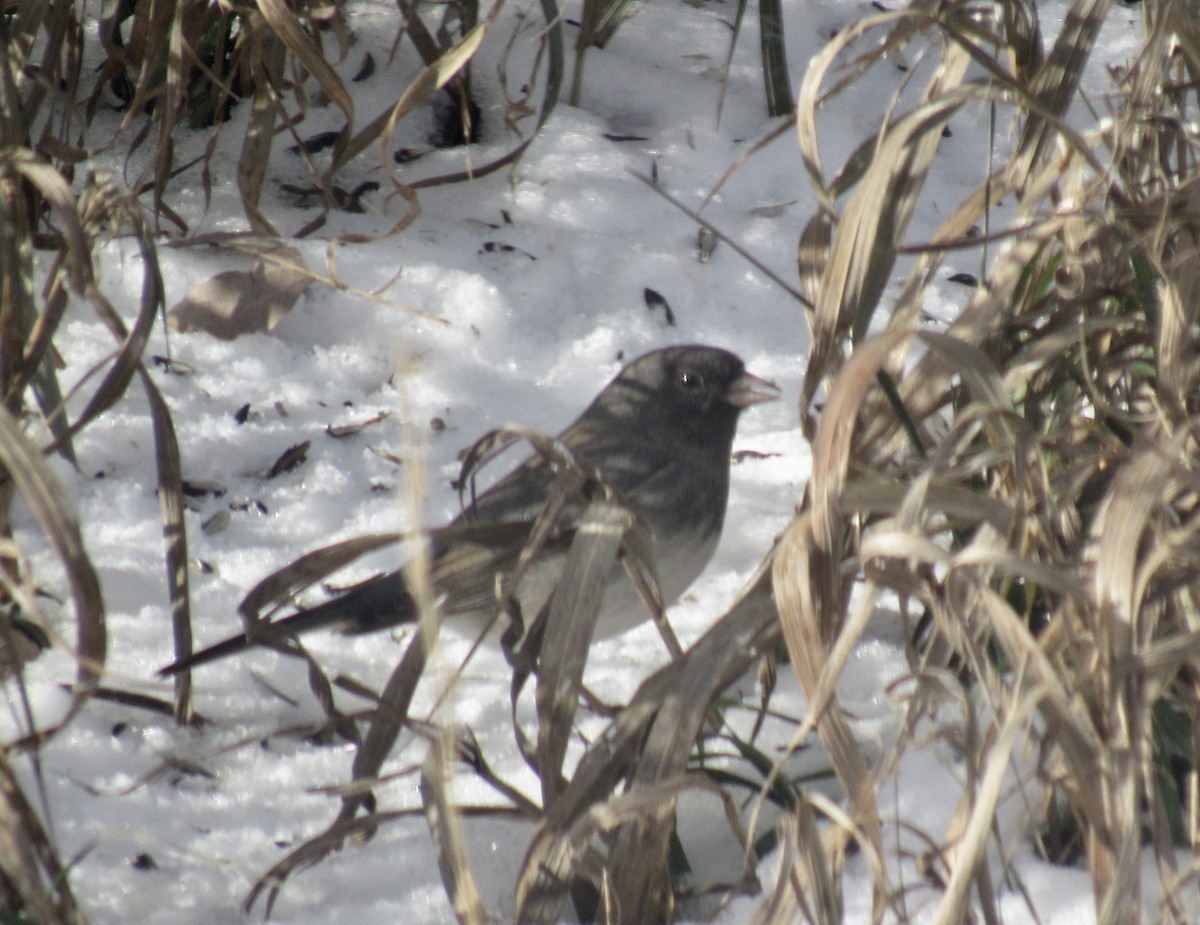 Dark-eyed Junco - ML646696668