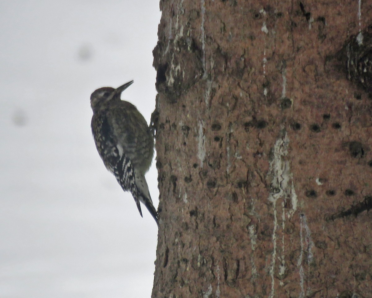 Sarı Karınlı Ağaçkakan - ML646696669