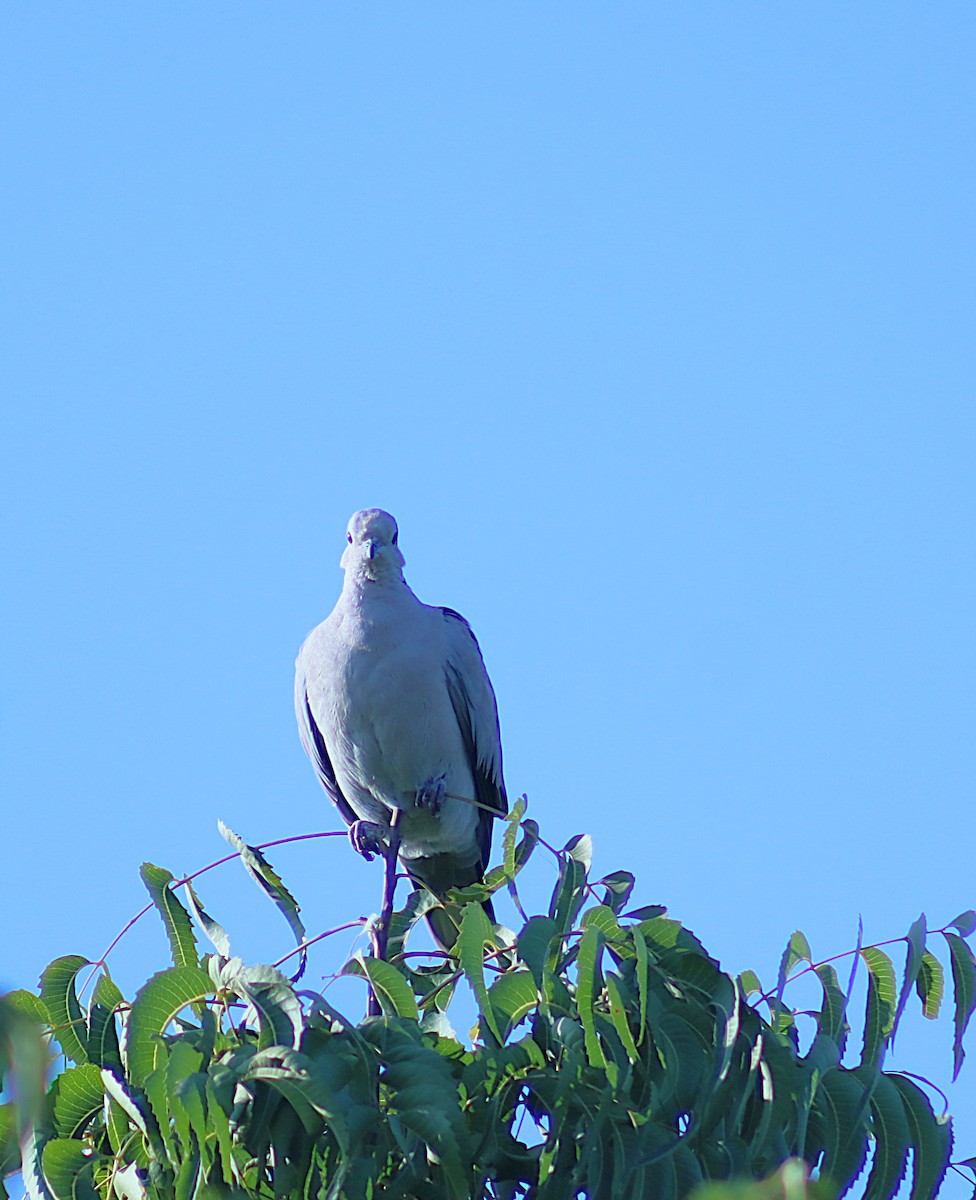 Буулгат хүүрзгэнэ - ML646696670