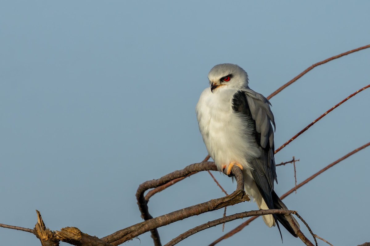 Black-winged Kite - ML646696671