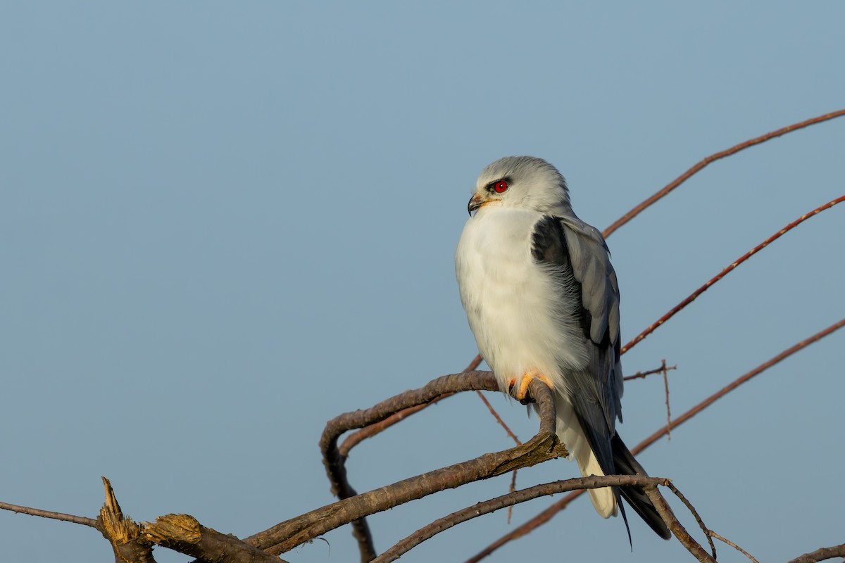 Black-winged Kite - ML646696674