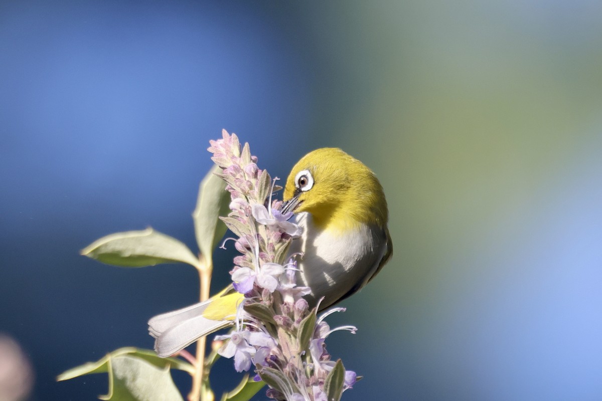 Indian White-eye - ML646696675