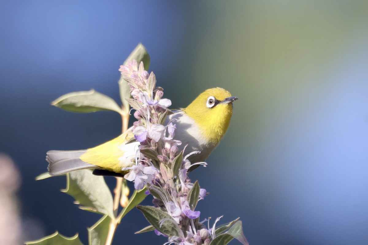 Indian White-eye - ML646696676