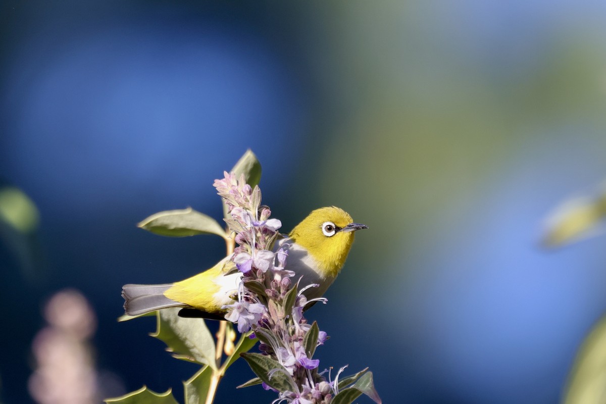 Indian White-eye - ML646696677