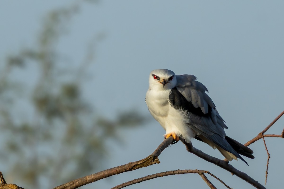 Black-winged Kite - ML646696679