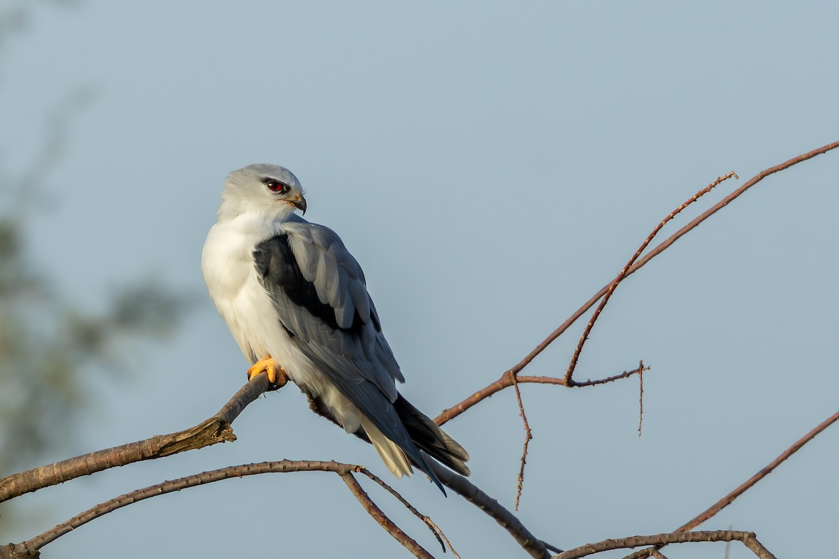 Black-winged Kite - ML646696680
