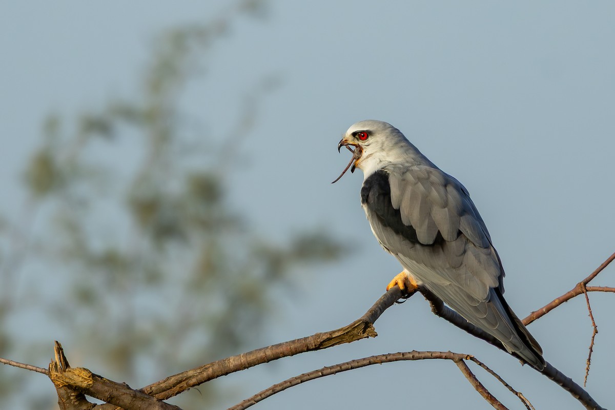 Black-winged Kite - ML646696681