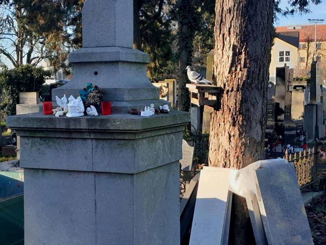 Rock Pigeon (Feral Pigeon) - ML646696682