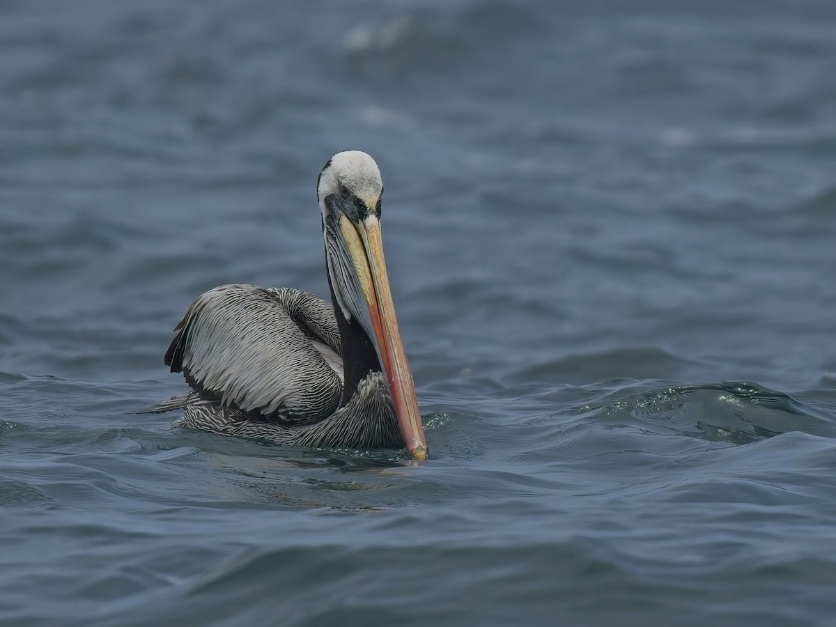 Peruvian Pelican - ML646696684