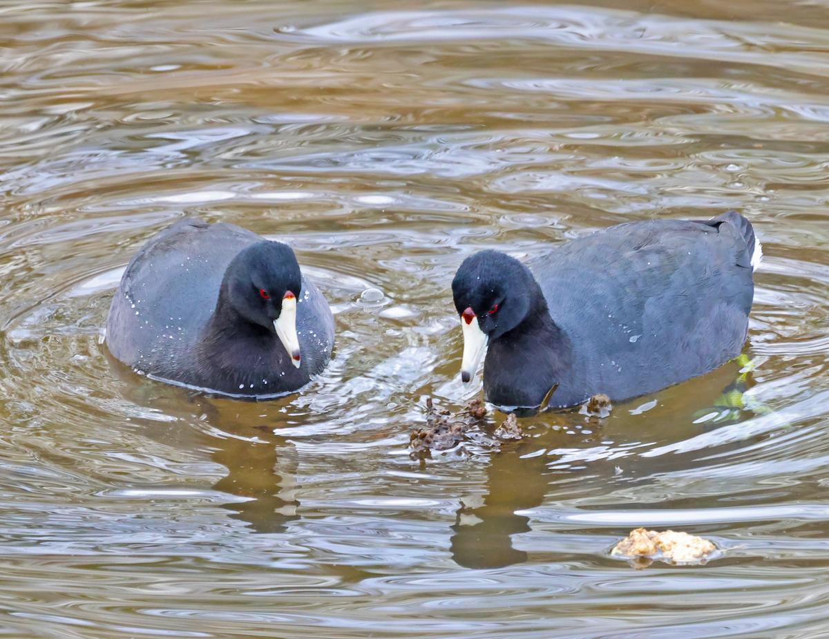 American Coot - ML646696685