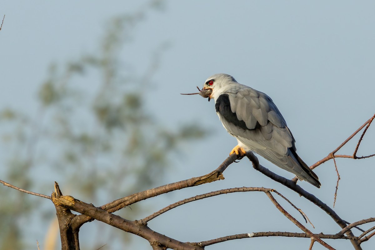 Black-winged Kite - ML646696686