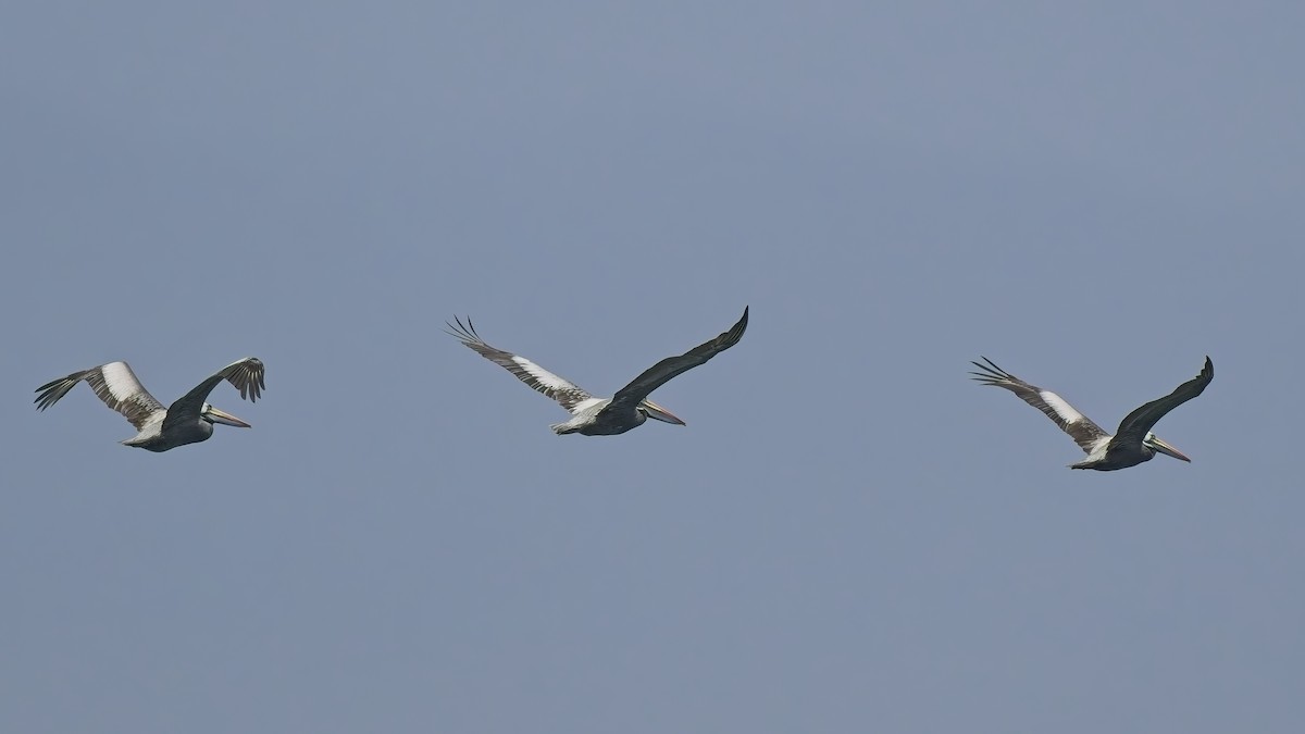 Peruvian Pelican - ML646696687