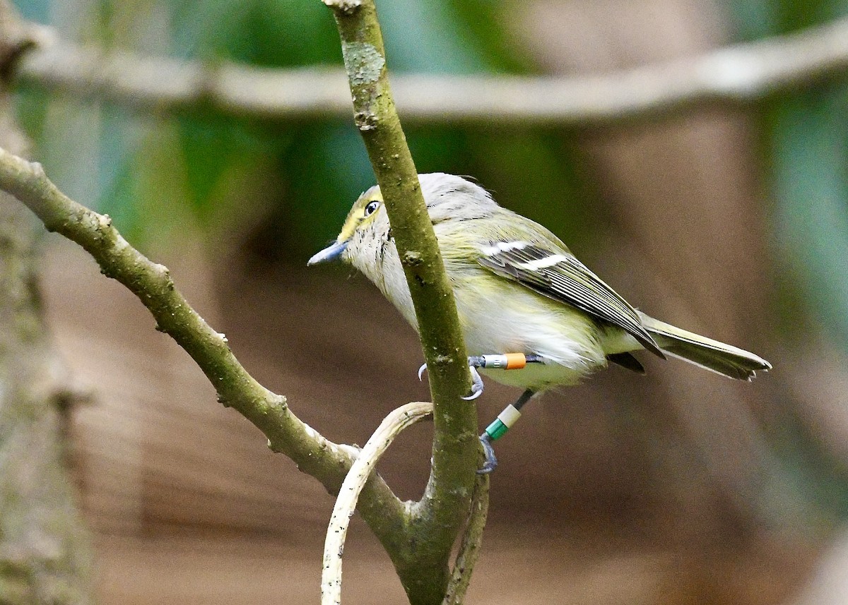 White-eyed Vireo - ML646696688