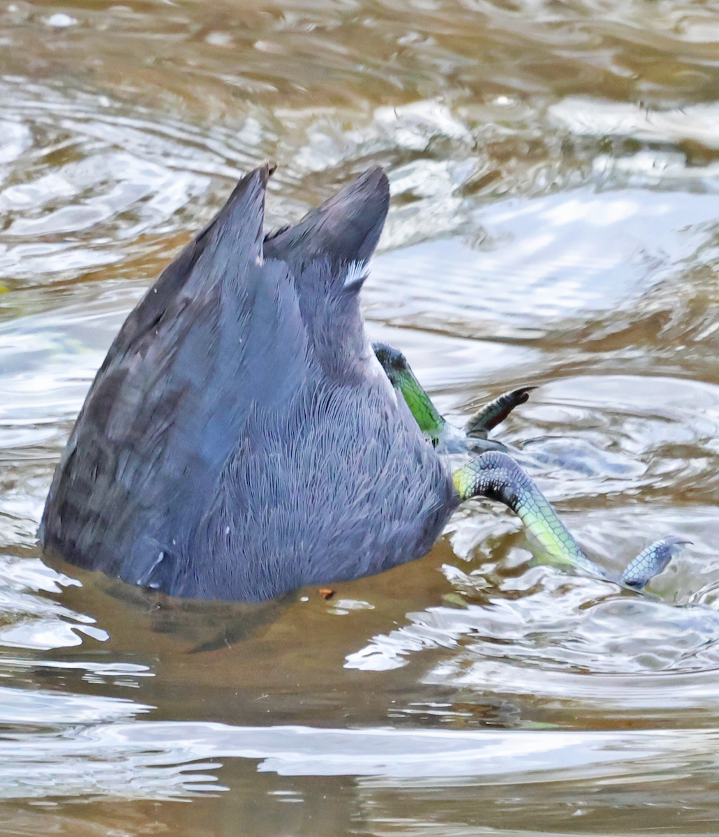 American Coot - ML646696689