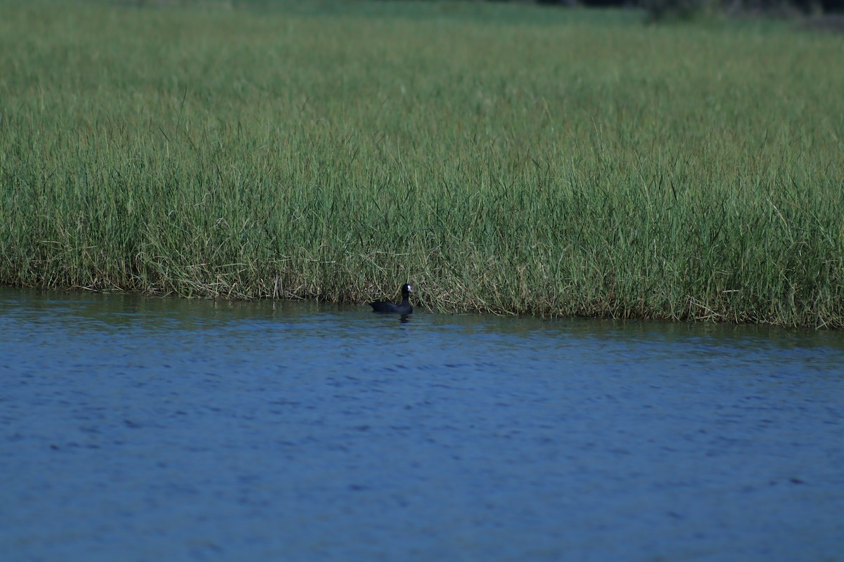 Eurasian Coot - ML646696690